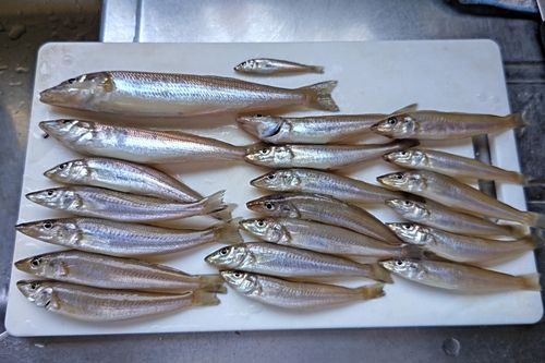 キスの釣果