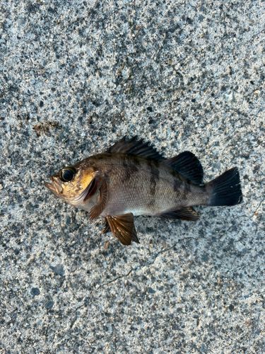 メバルの釣果
