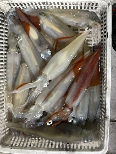 ケンサキイカの釣果