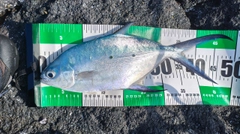 コバンアジの釣果