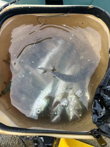 サバの釣果