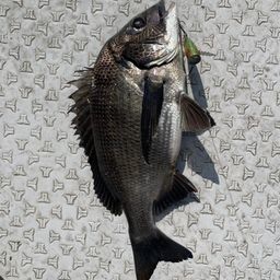 クロダイ