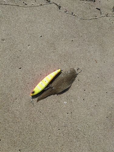 シタビラメの釣果