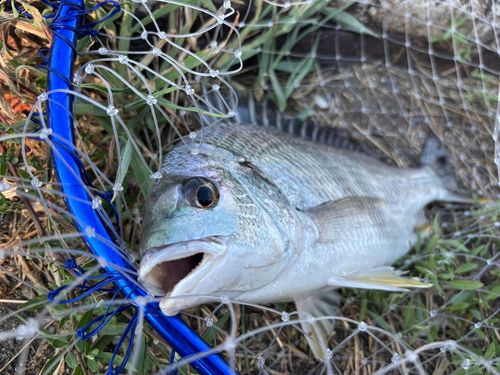 キビレの釣果
