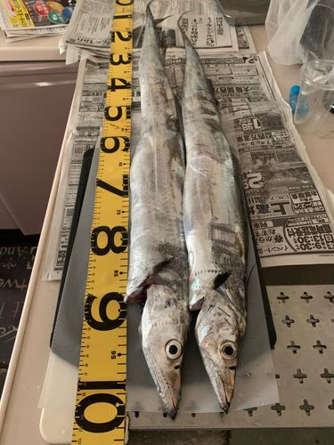 タチウオの釣果