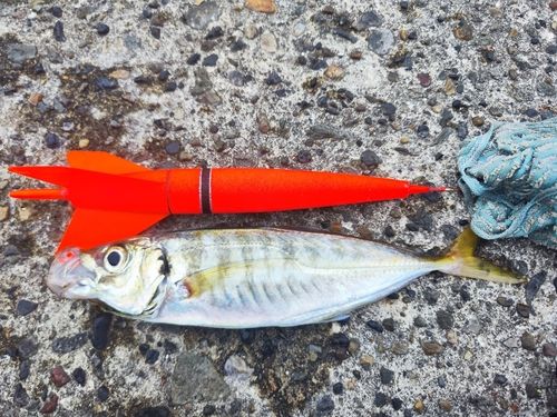 マアジの釣果