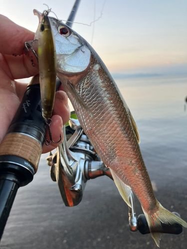 ハスの釣果