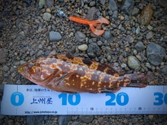 キジハタの釣果