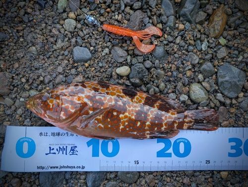キジハタの釣果