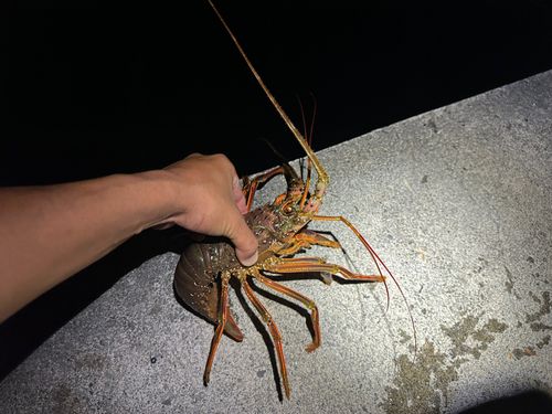イセエビの釣果