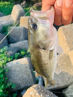 ラージマウスバスの釣果