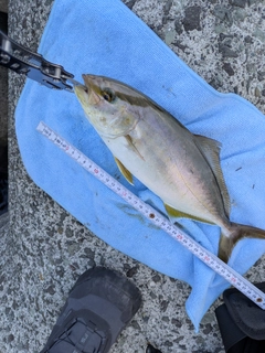 ショゴの釣果