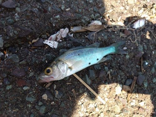 セイゴ(マルスズキ)の釣果
