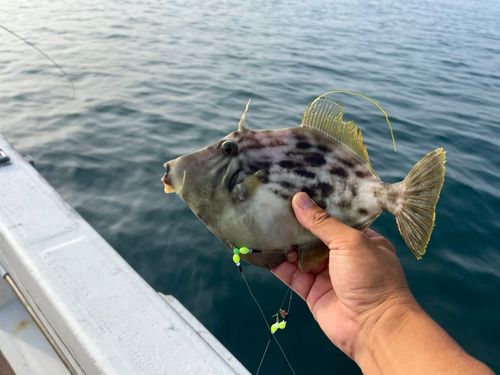 カワハギの釣果