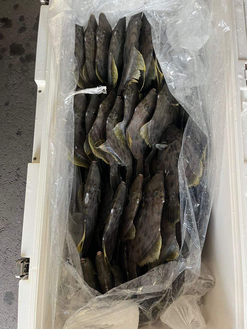 BOZUさんの釣果 3枚目の画像