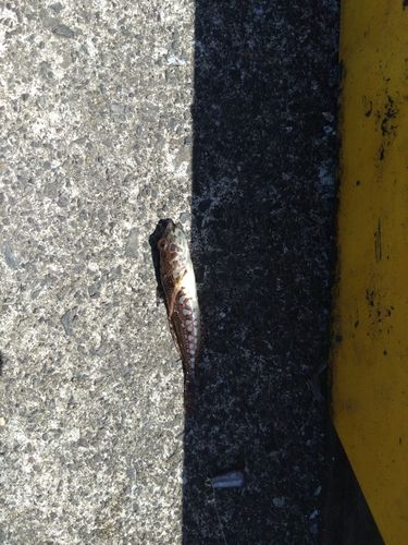 アイナメの釣果