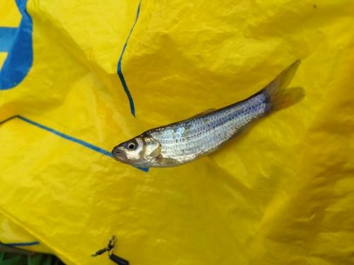 モロコの釣果