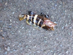 釣果