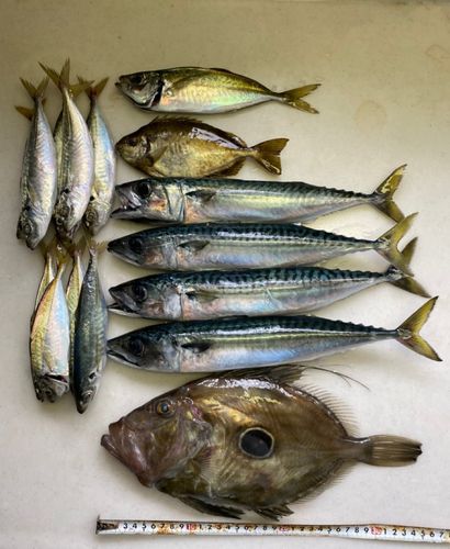 マトウダイの釣果