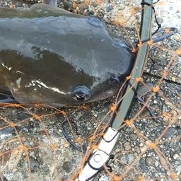 アメリカンキャットフィッシュ