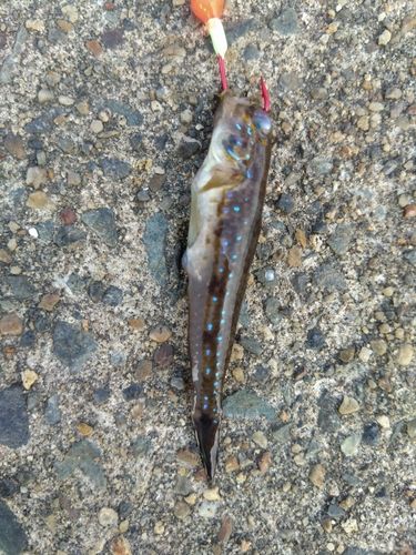 モヨウハゼの釣果