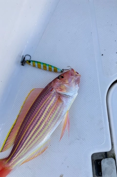 イトヨリダイの釣果