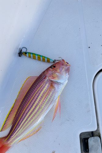イトヨリダイの釣果