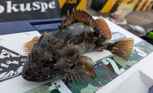 カサゴの釣果