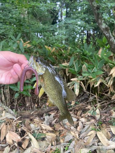 スモールマウスバスの釣果