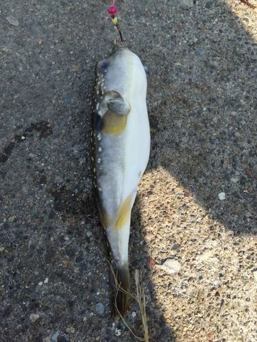 フグの釣果