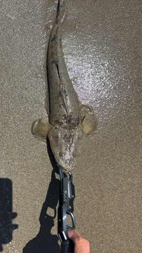 マゴチの釣果