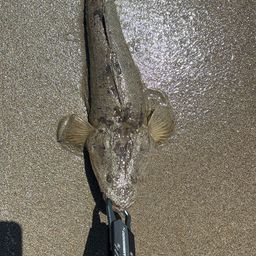 マゴチ