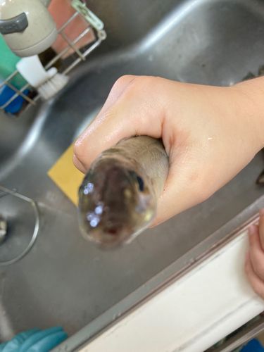 シロギスの釣果