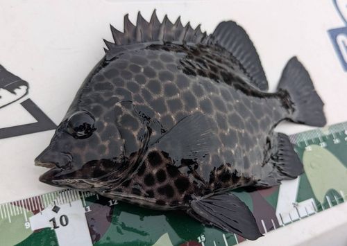 イシガキダイの釣果