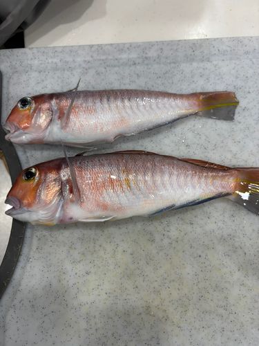 アマダイの釣果