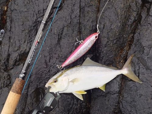 ショゴの釣果