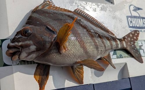 タカノハダイの釣果