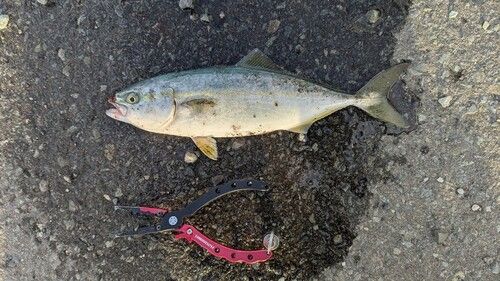ワカシの釣果