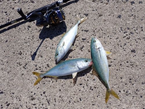 コゾクラの釣果