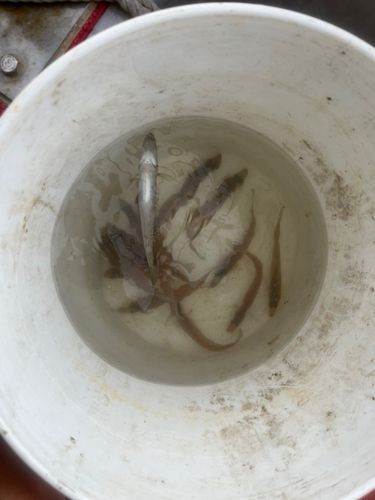 キスの釣果
