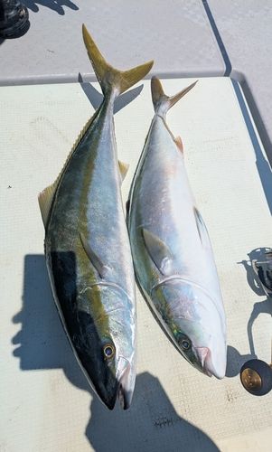 ヤズの釣果