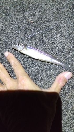 シロギスの釣果