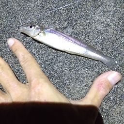 シロギス
