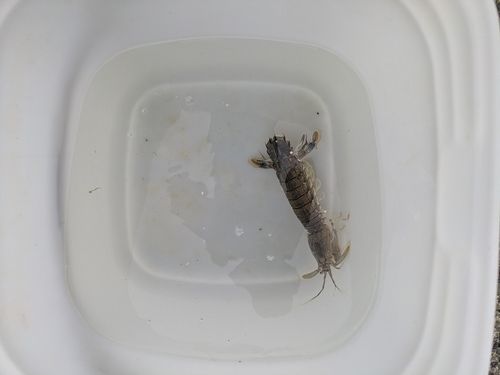 シャコの釣果