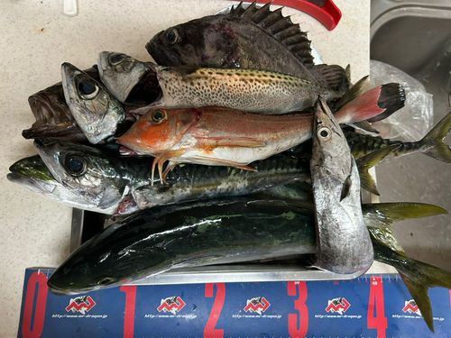 イナダの釣果