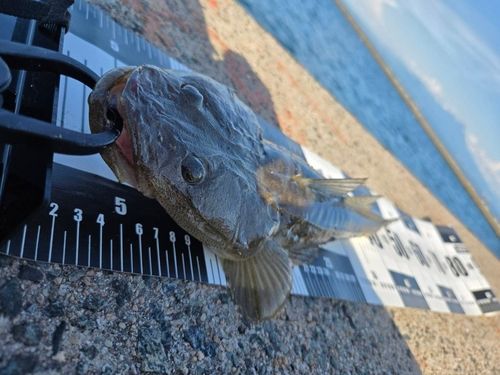 マゴチの釣果