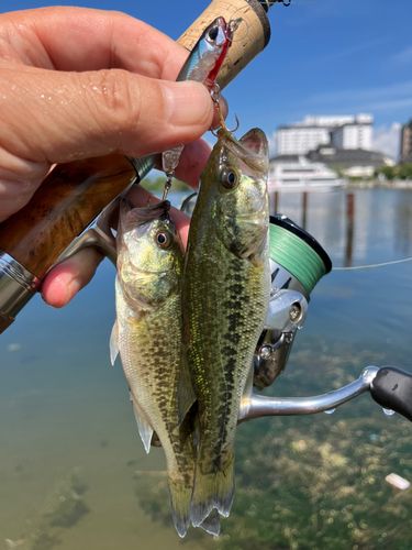 ブラックバスの釣果