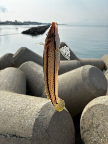 キュウセンの釣果