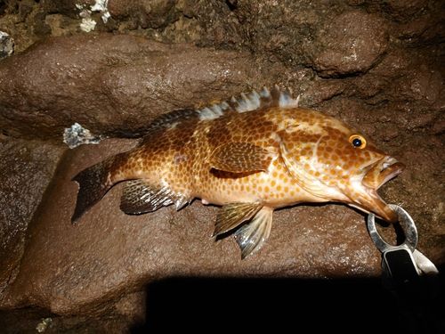 オオモンハタの釣果