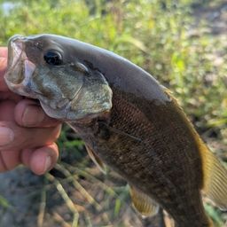 スモールマウスバス